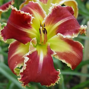 Nina Verhaert daylily