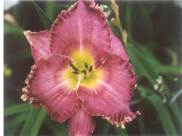 Northern Fancy daylily