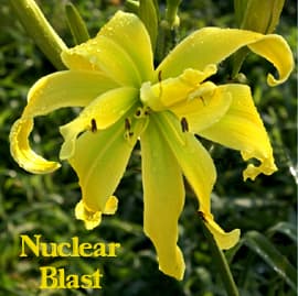 Nuclear Blast daylily