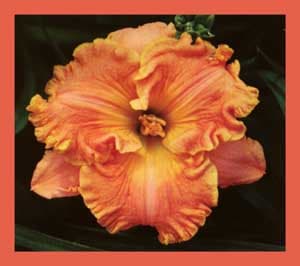Object Of My Affection daylily