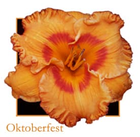 Oktoberfest daylily