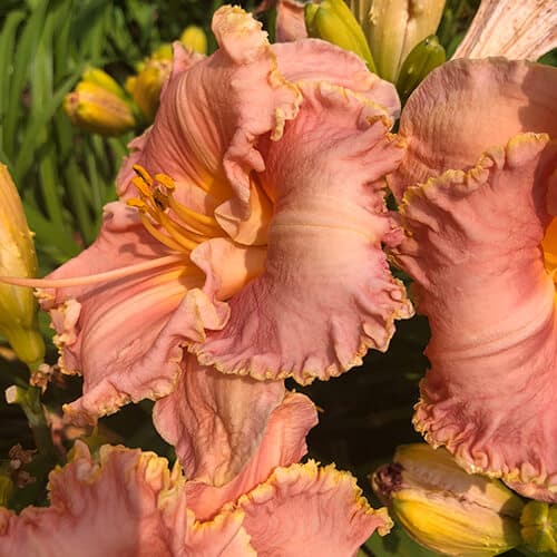 Ora Jean Gunnin daylily