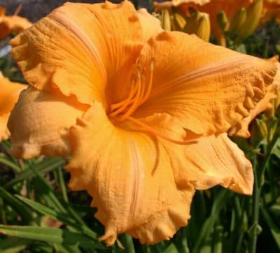 Orange Velvet daylily