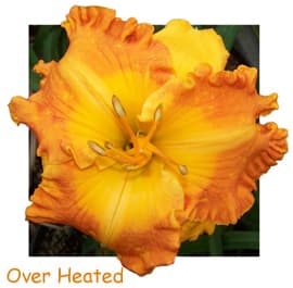 Over Heated daylily