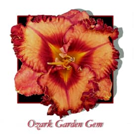 Ozark Garden Gem daylily