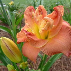 Packed To Please daylily