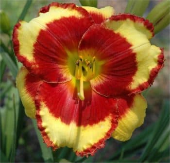 Paco Bell daylily
