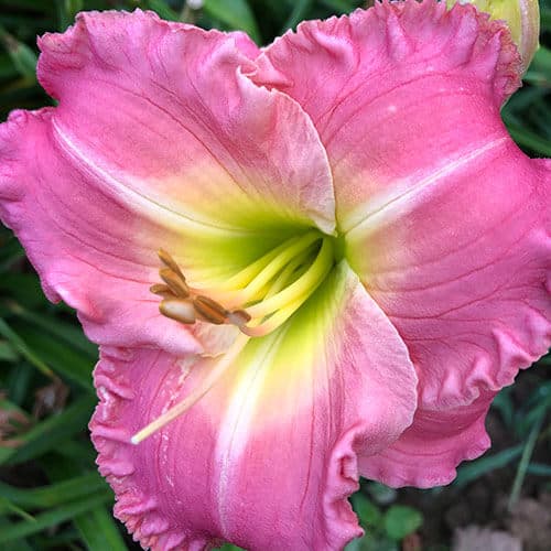 Paige Elizabeth daylily
