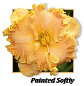 Painted Softly daylily