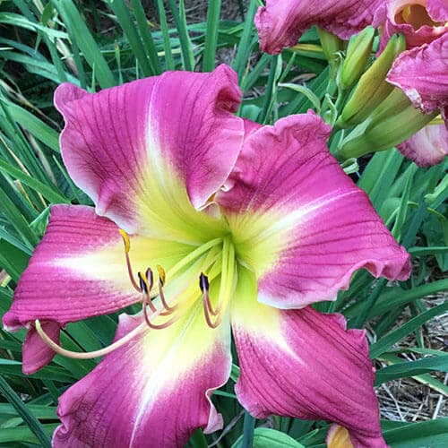 Papa Goose daylily