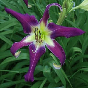 Papa Smurf daylily