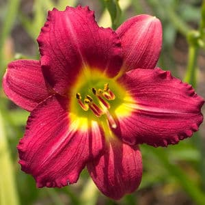Pardon Me daylily