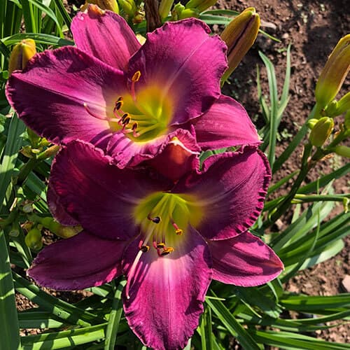 Paris Overture daylily