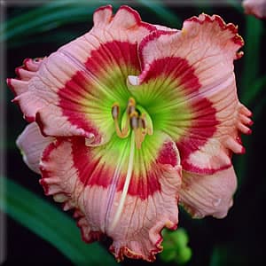 Parrot Jungle daylily