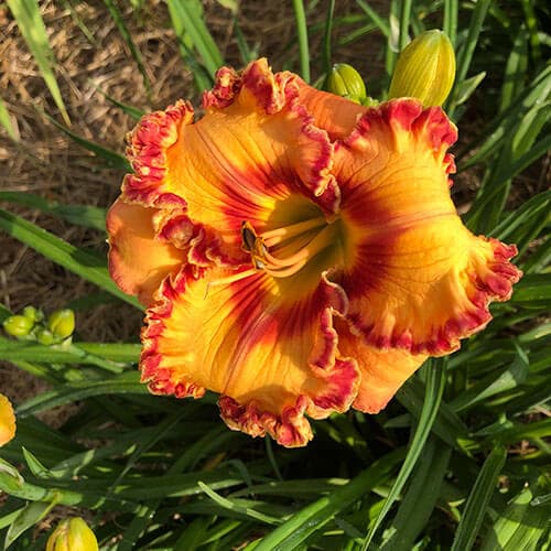 Parrots Of The Caribbean daylily
