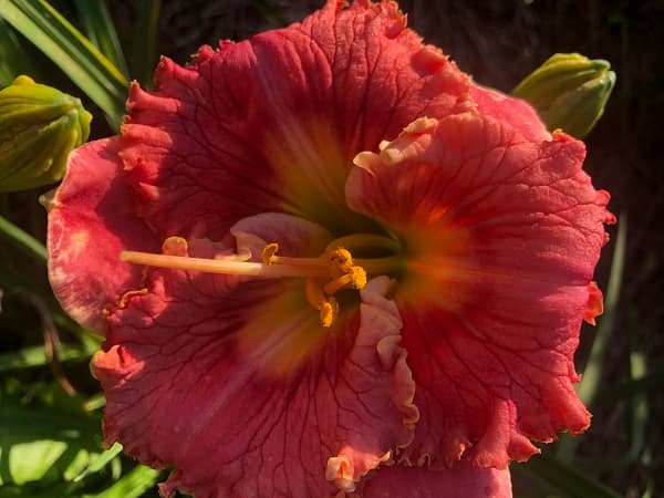 Partita daylily