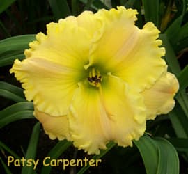 Patsy Carpenter daylily