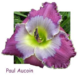 Paul Aucoin daylily