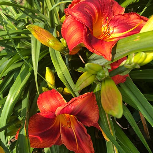Paul Cranford daylily