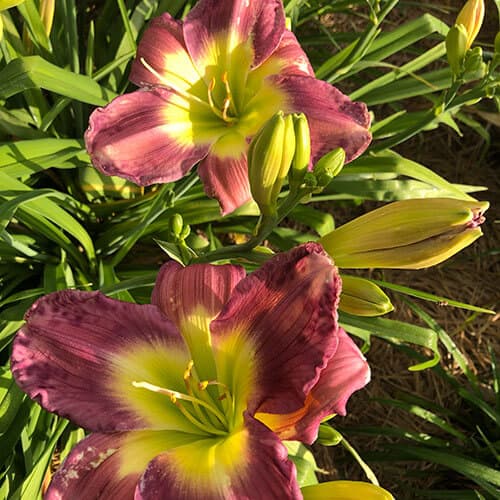 Paula Goes Prime Time daylily