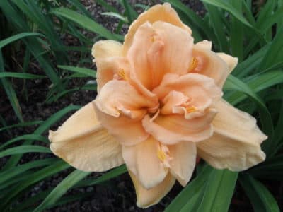 Peach Magnolia daylily
