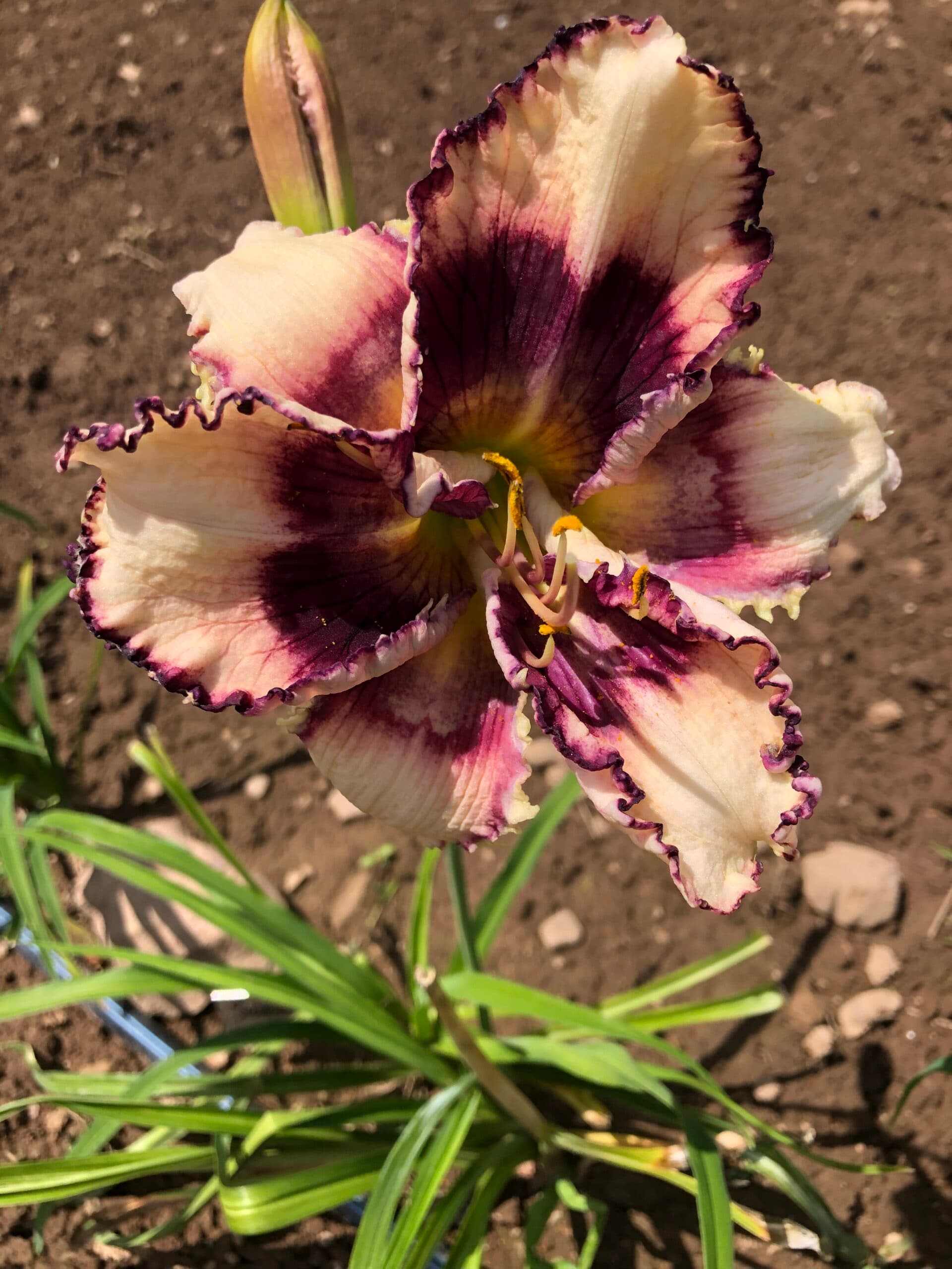 Pearlspell daylily
