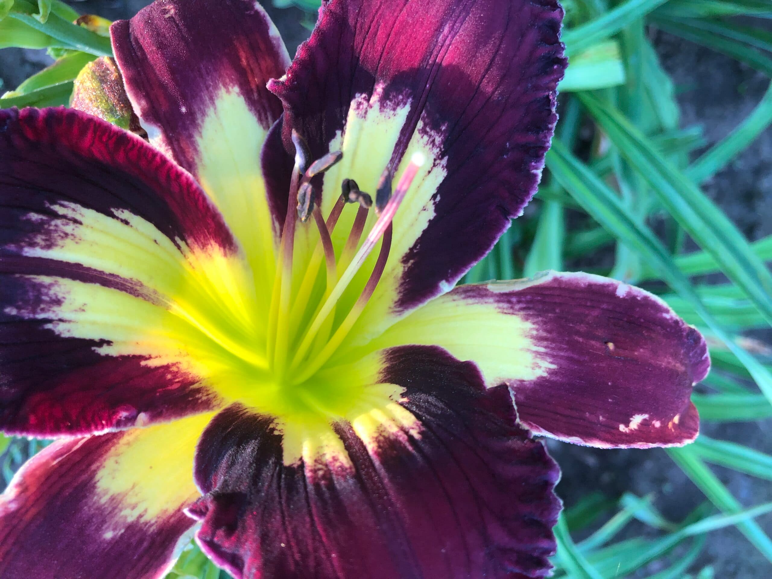 Perplexing Plum daylily