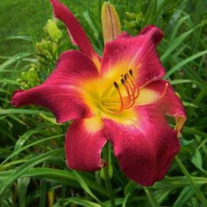 Peru B Ruby daylily