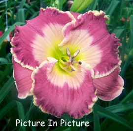 Picture In Picture daylily