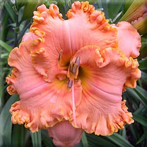 Pineapple Moon daylily