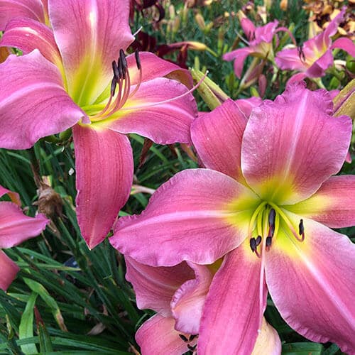Pink Titan daylily