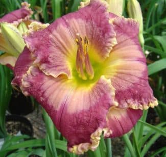 Pirate King daylily