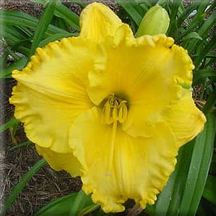 Pirates Gold daylily