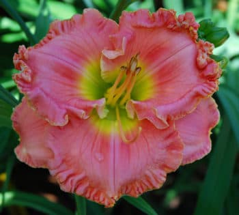 Pistachio Eyes daylily