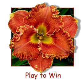 Play To Win daylily