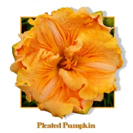 Pleated Pumpkin daylily