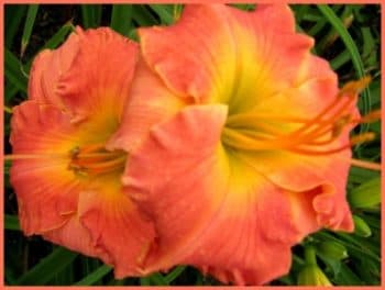 Polynesian Sunrise daylily