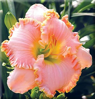 Portofino daylily