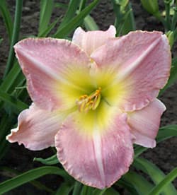 Pretty Woman daylily