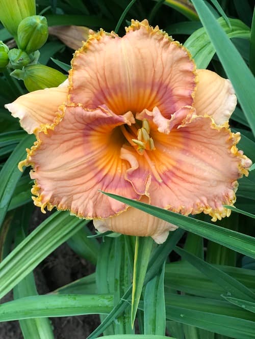 Prickly Sensation daylily