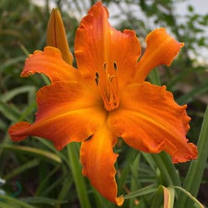 Primal Scream daylily