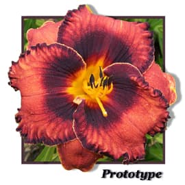 Prototype daylily