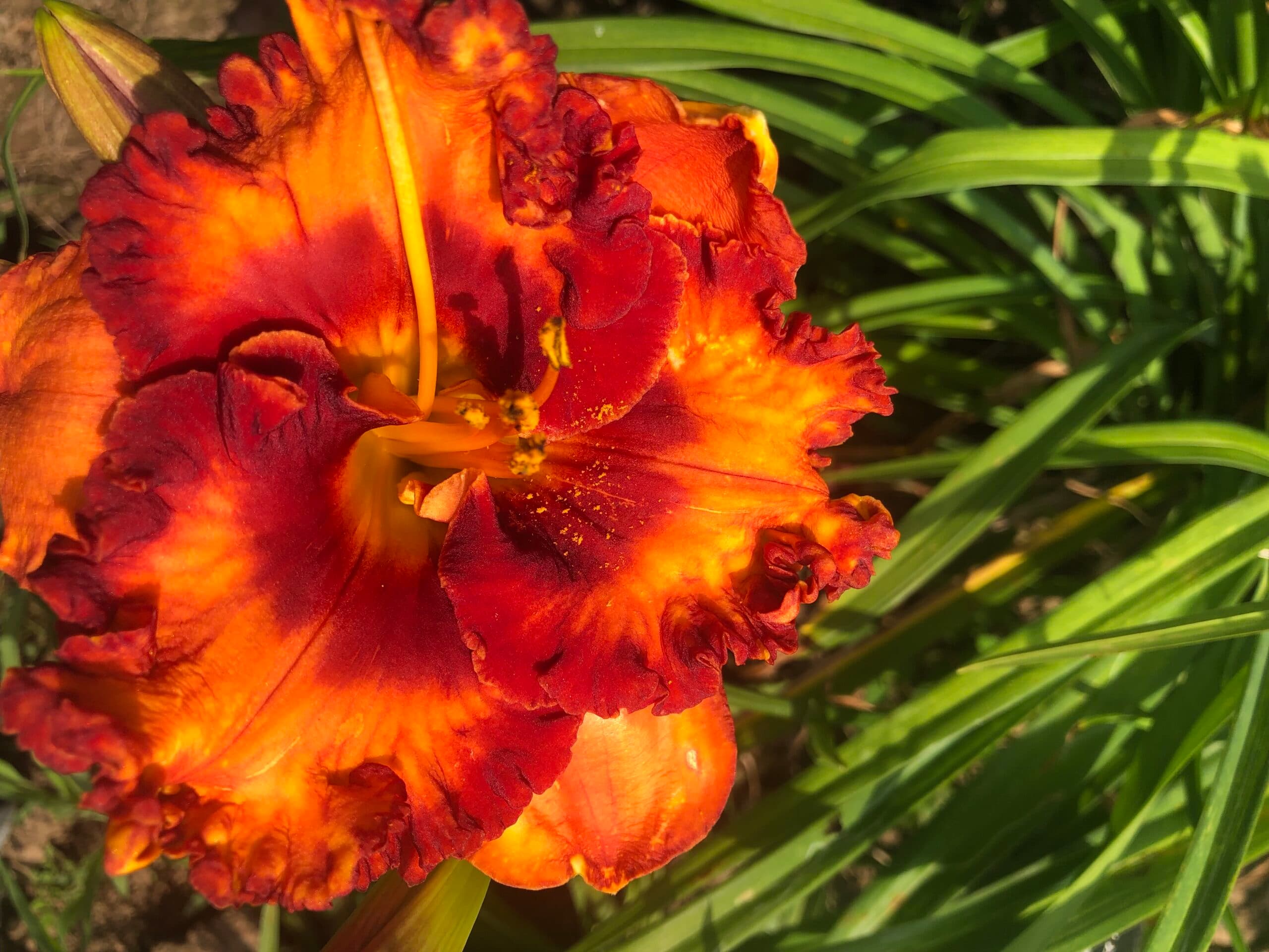 Puerto Vallarta daylily