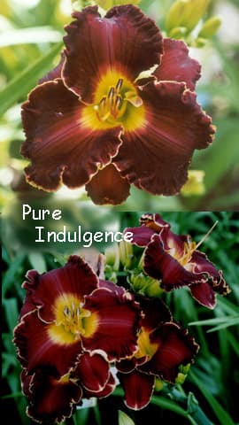 Pure Indulgence daylily