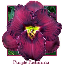 Purple Pashmina daylily