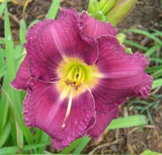 Purple Rabbits daylily