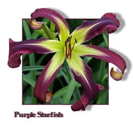 Purple Starfish daylily