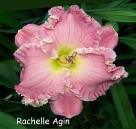 Rachelle Agin daylily