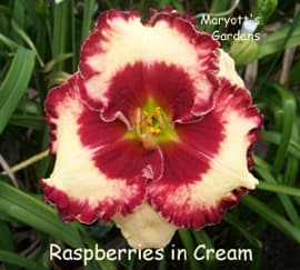 Raspberries In Cream daylily