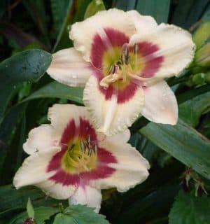 Raspberry Candy daylily